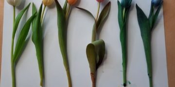 Gefärbte Tulpen